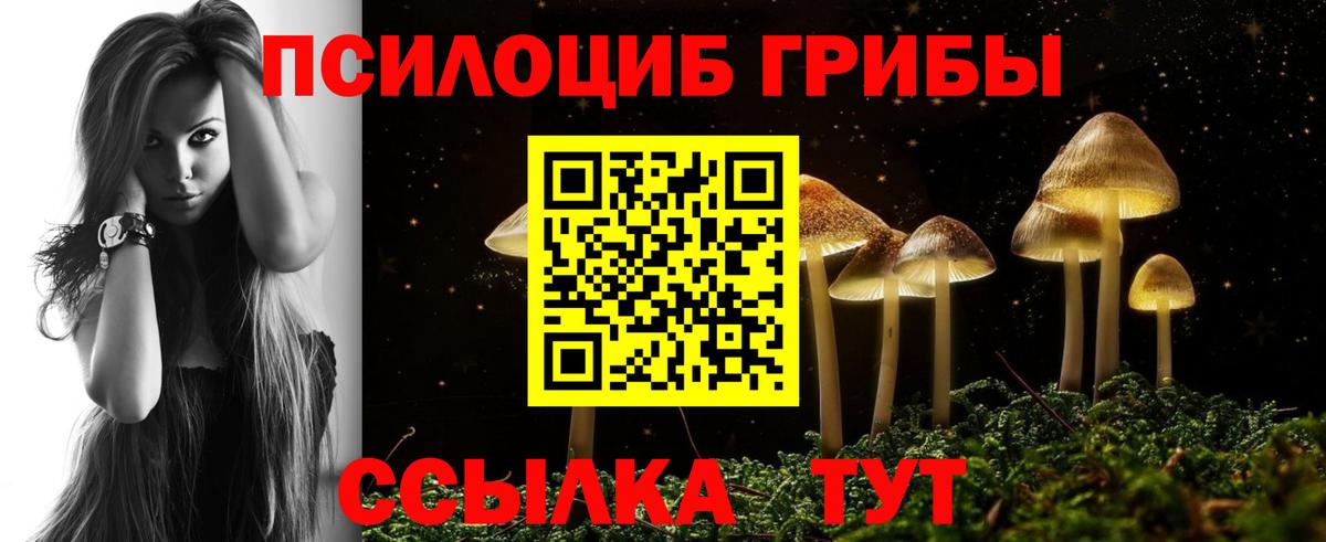 Псилоцибиновые грибы Psilocybe Пугачёв